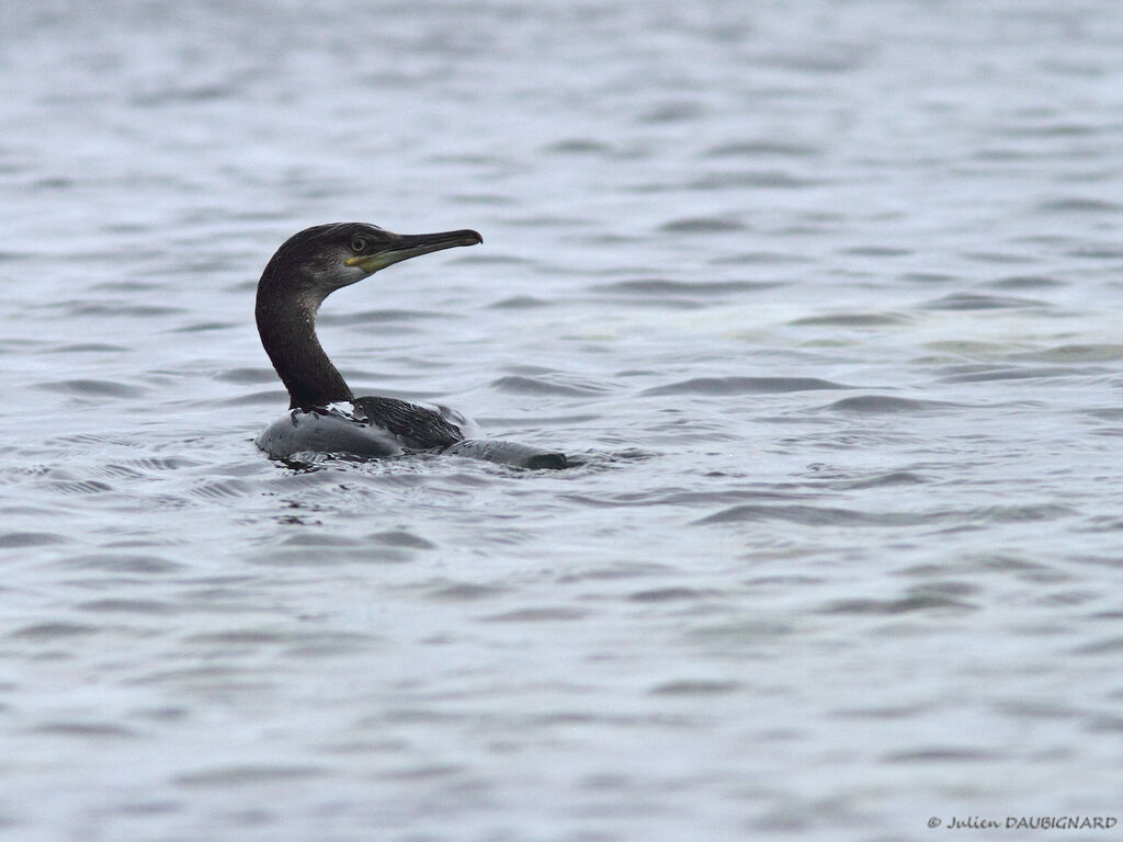 Cormoran huppéjuvénile, identification