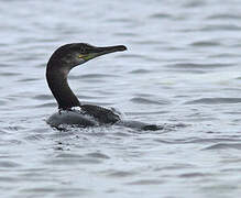 European Shag