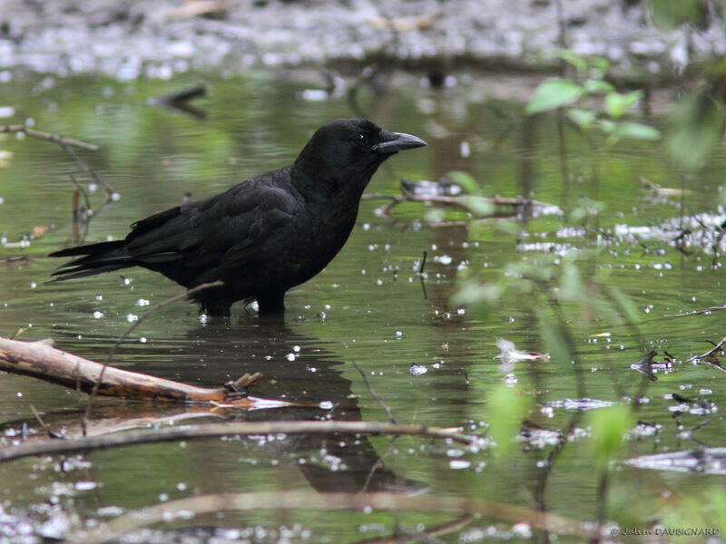 American Crow, identification