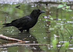 American Crow