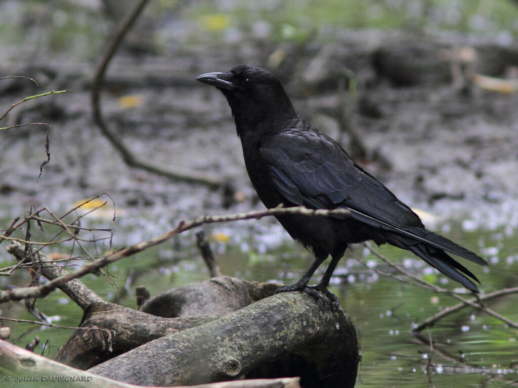 American Crow, identification