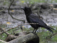 American Crow