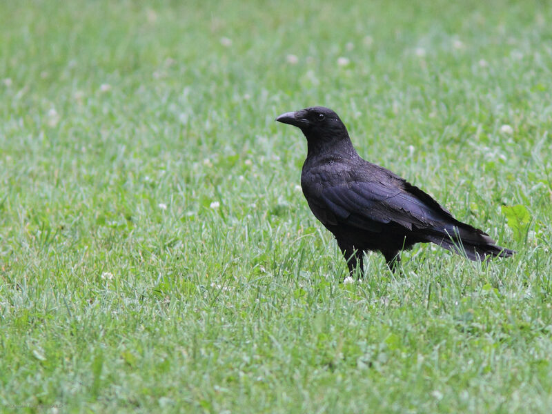 American Crow, identification