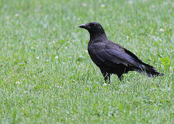 American Crow