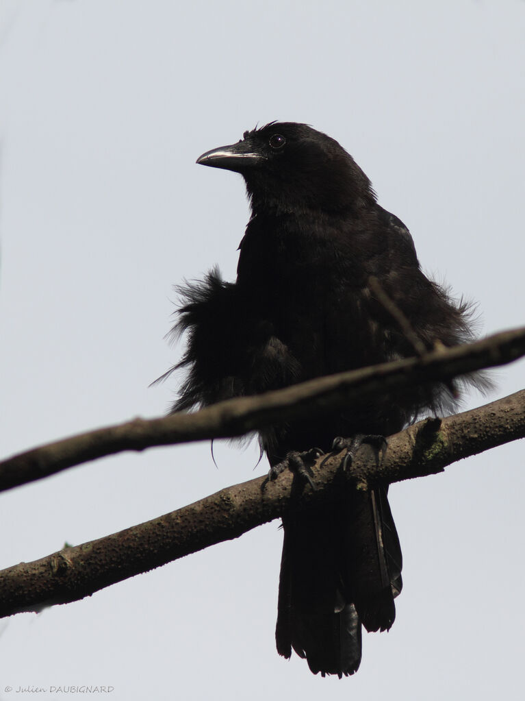 American Crow, identification