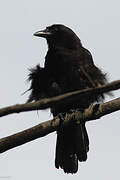 American Crow