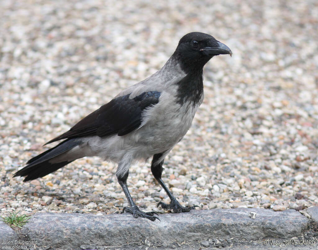 Hooded Crowjuvenile, identification