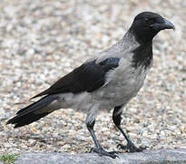 Hooded Crow