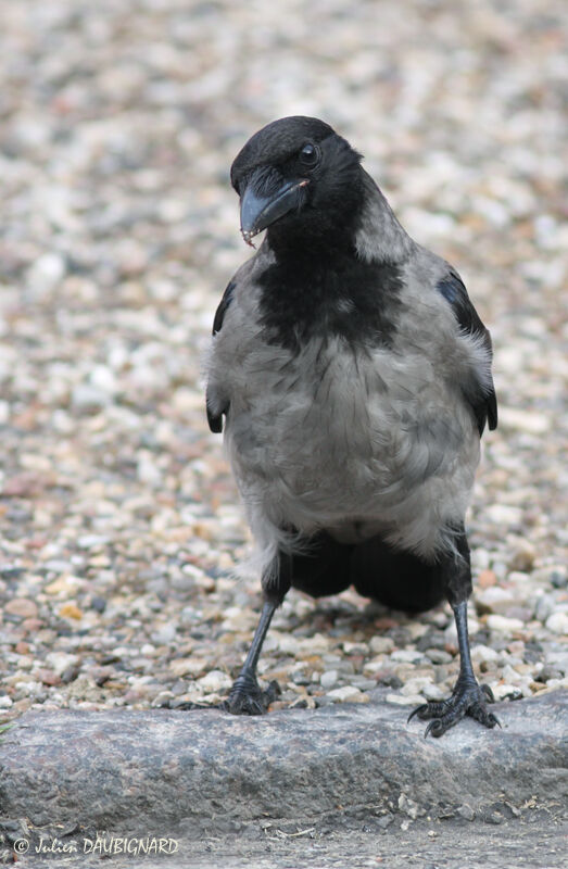 Hooded Crow, identification