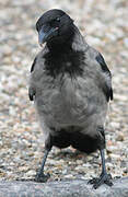 Hooded Crow