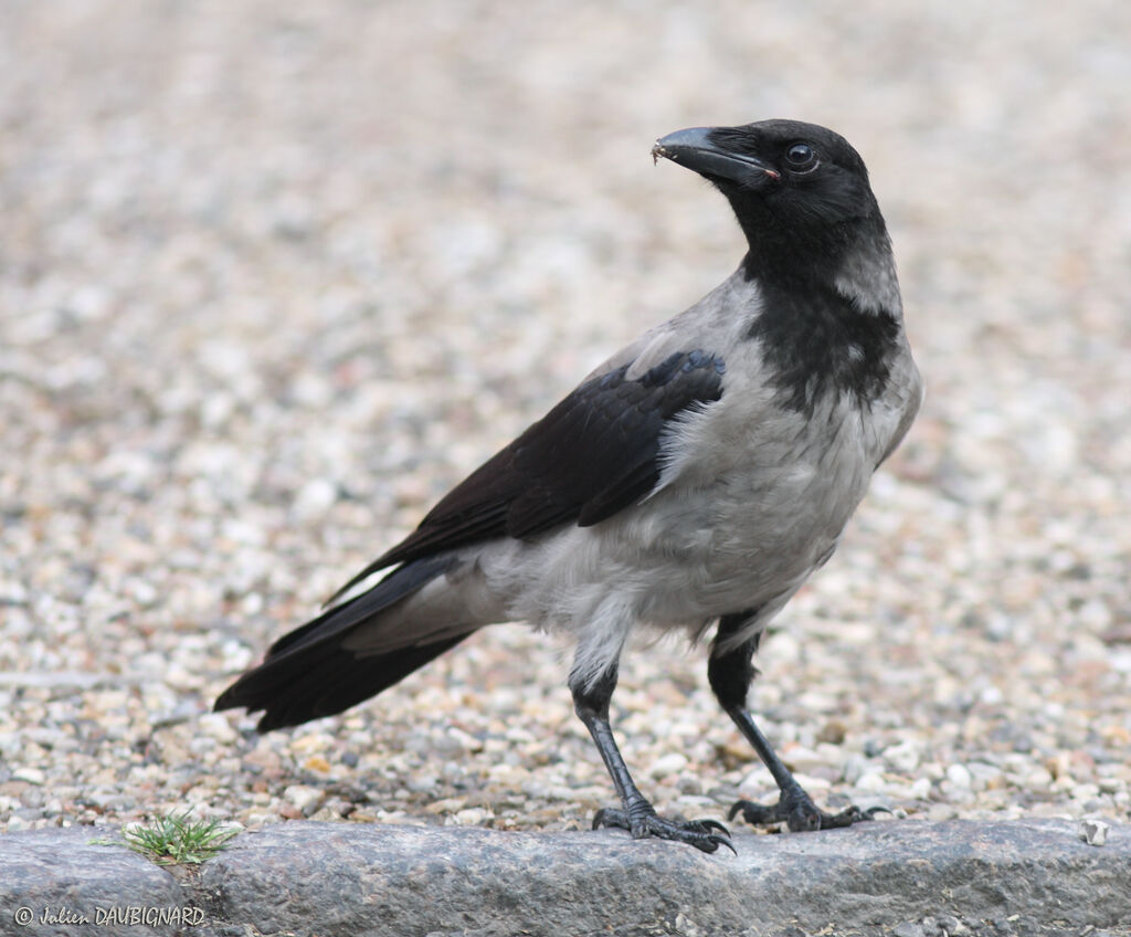 Hooded Crow, identification