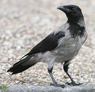 Hooded Crow