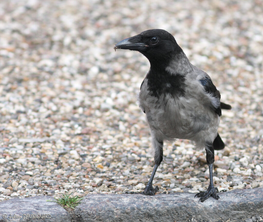 Hooded Crow, identification