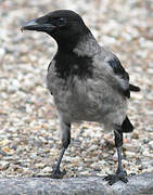 Hooded Crow