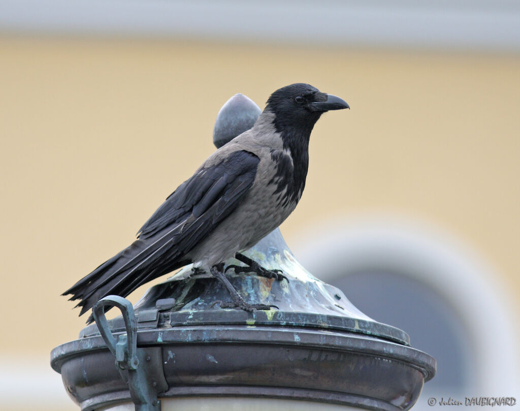 Hooded Crow, identification