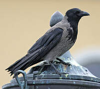 Hooded Crow