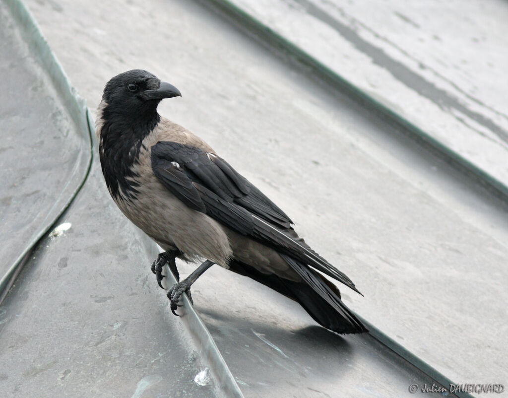 Corneille mantelée, identification