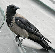 Hooded Crow