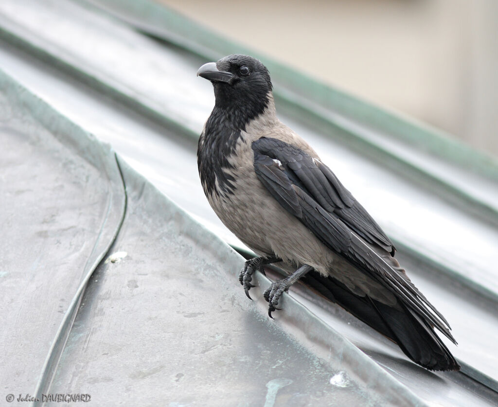 Hooded Crow, identification