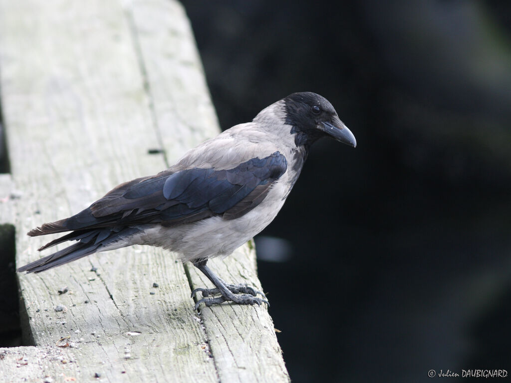 Hooded Crow, identification