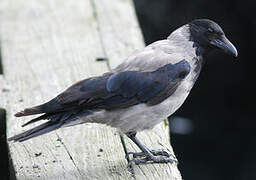 Hooded Crow