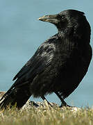 Carrion Crow