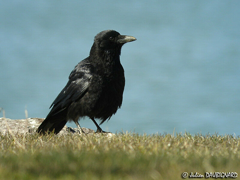 Carrion Crow