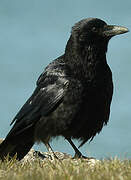 Carrion Crow