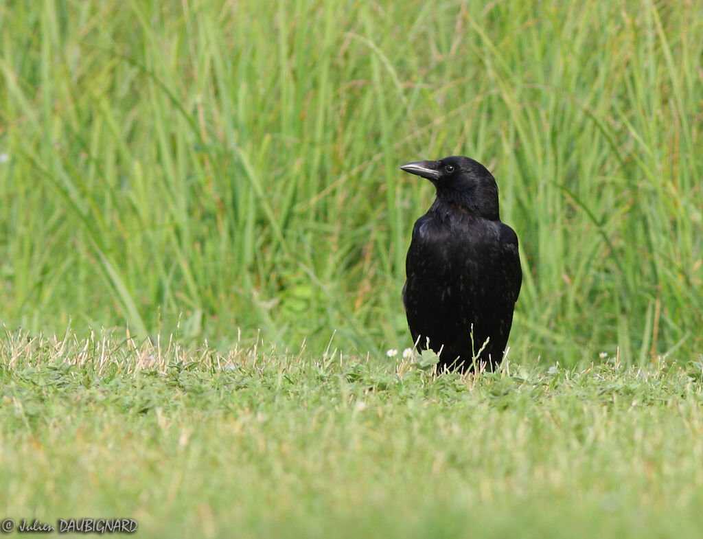 Corneille noire, identification