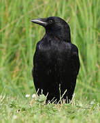 Carrion Crow