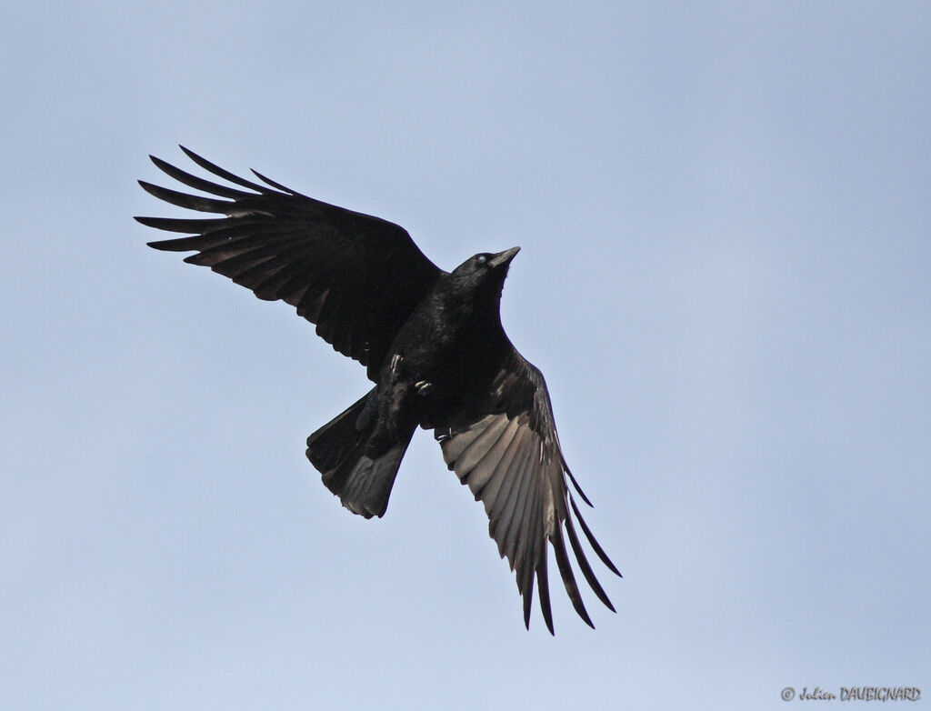 Corneille noire, Vol