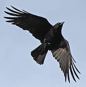 Carrion Crow