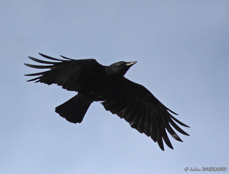 Carrion Crow, Flight