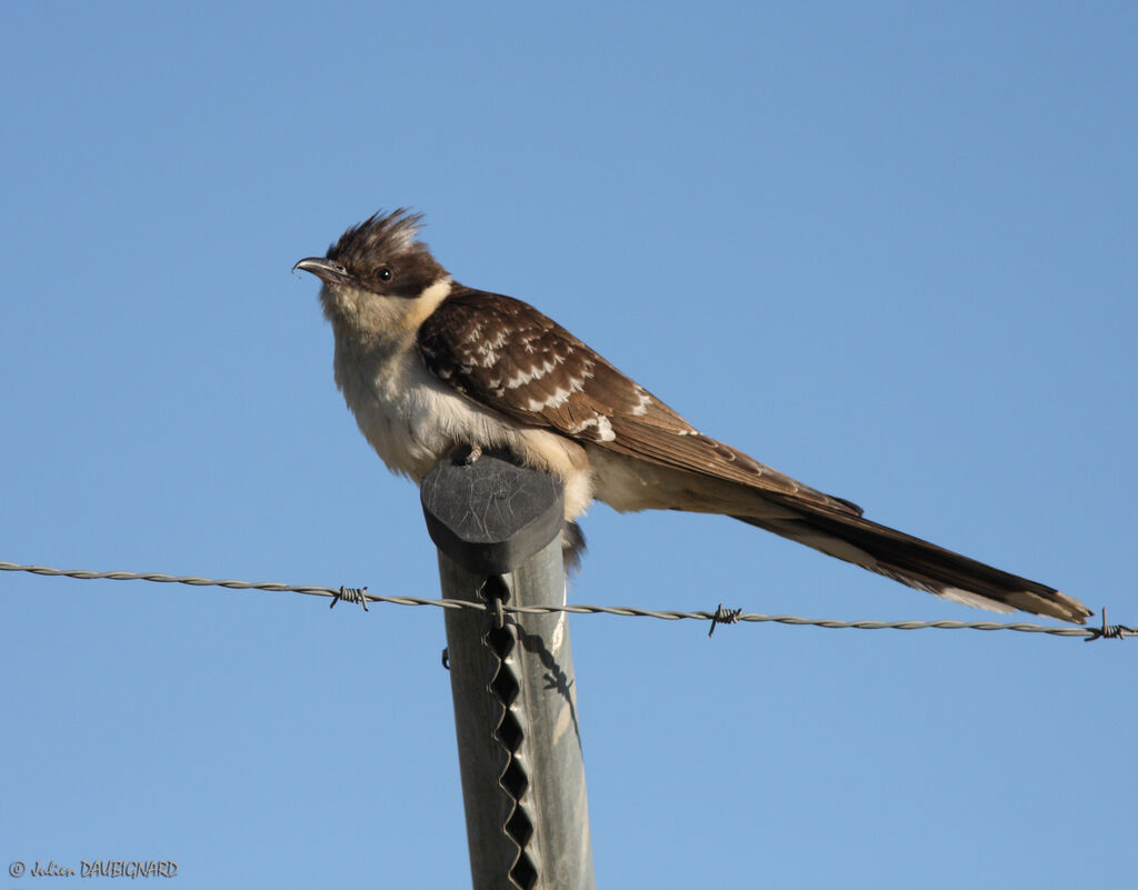 Great Spotted Cuckoo, identification