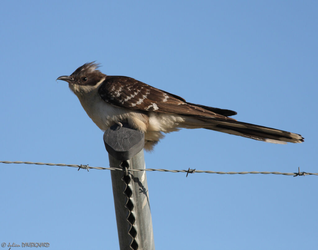 Great Spotted Cuckoo, identification