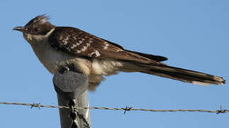 Great Spotted Cuckoo