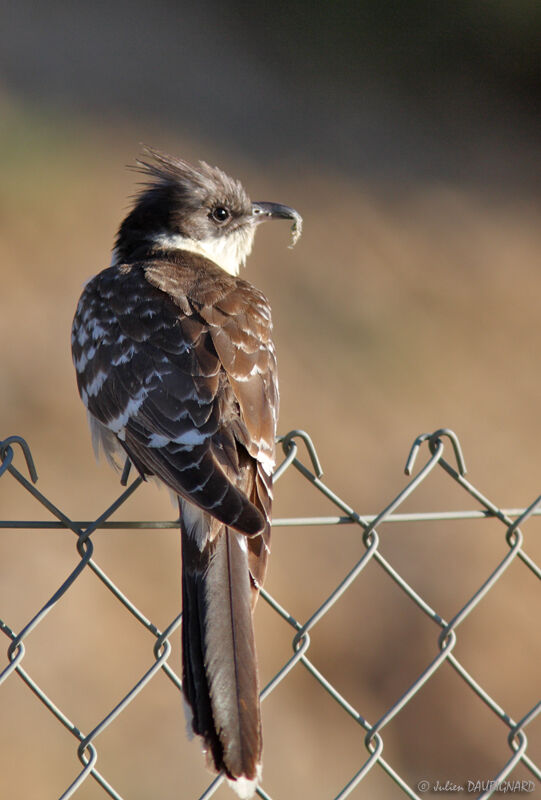 Great Spotted Cuckoo, identification