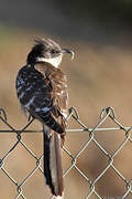 Great Spotted Cuckoo