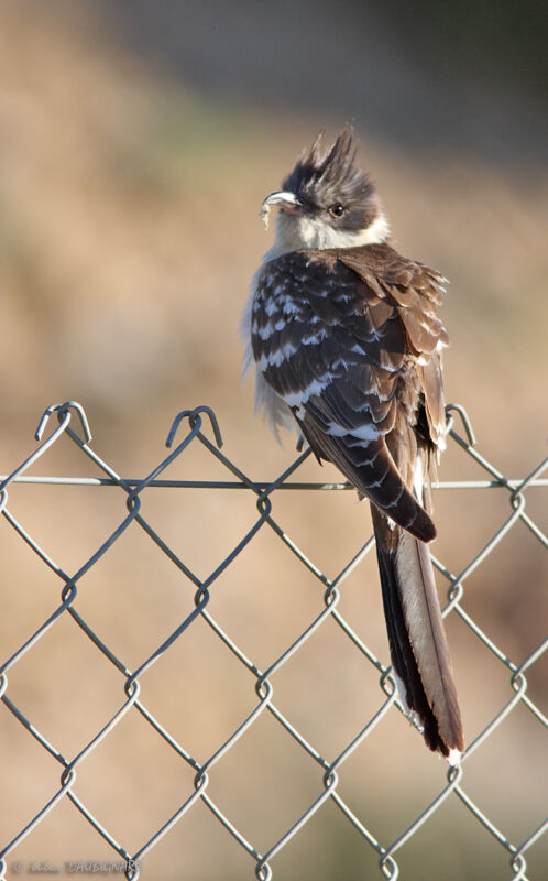 Great Spotted Cuckoo, identification