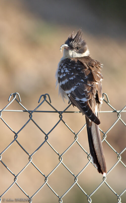 Coucou geai, identification