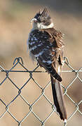 Great Spotted Cuckoo