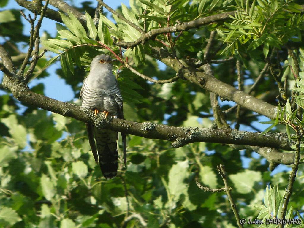 Coucou grisadulte, identification