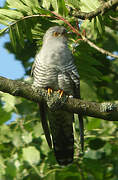 Common Cuckoo