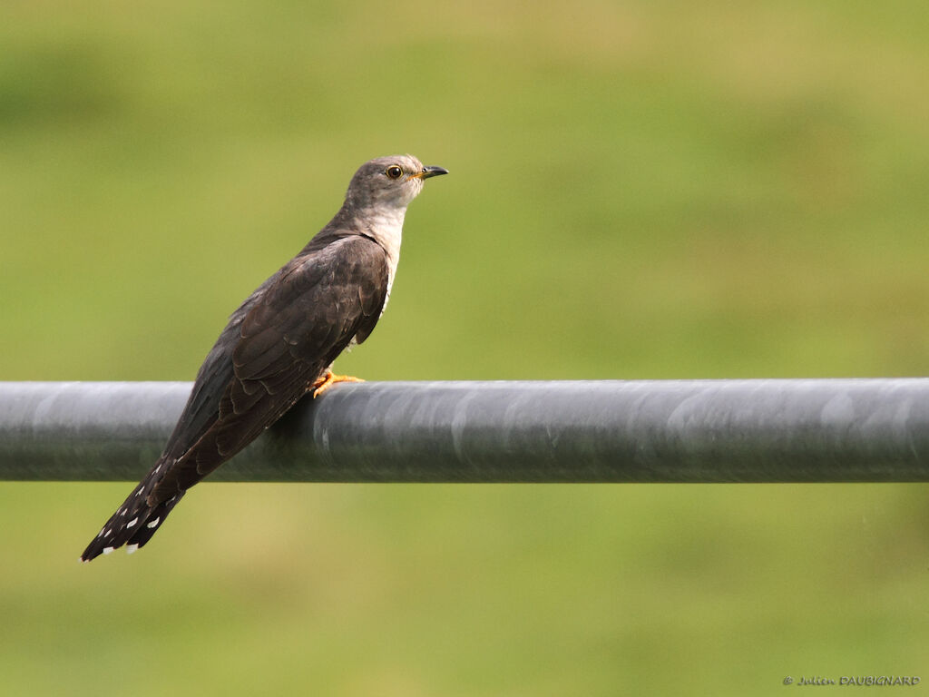 Coucou gris, identification