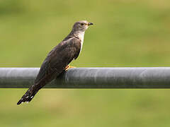 Common Cuckoo