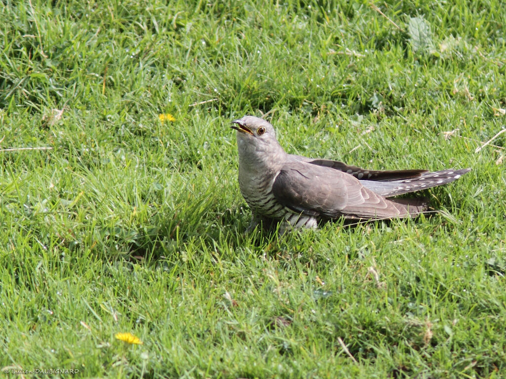 Coucou gris, identification