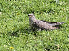 Common Cuckoo