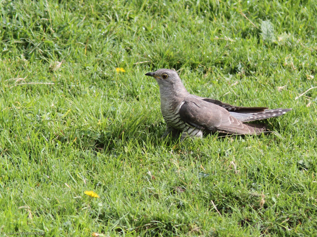 Coucou gris, identification