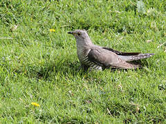 Common Cuckoo