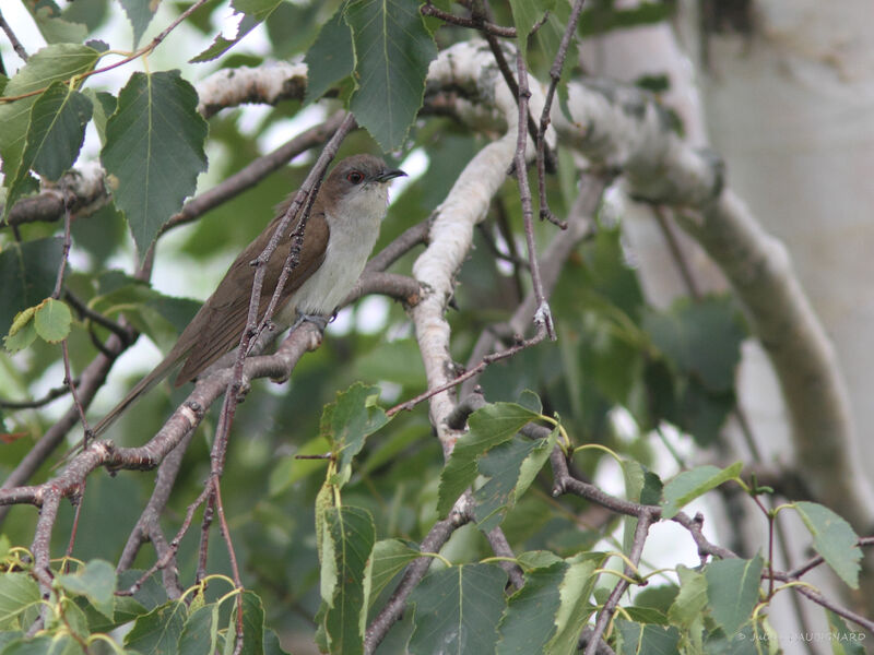 Black-billed Cuckoo, identification
